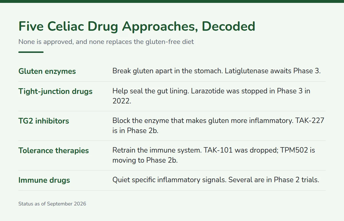 Summary card: Five Celiac Drug Approaches, Decoded