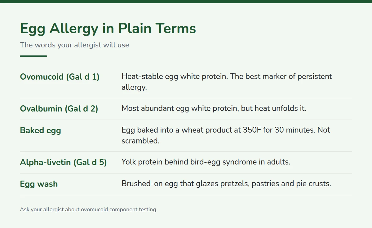 Summary card: Egg Allergy in Plain Terms