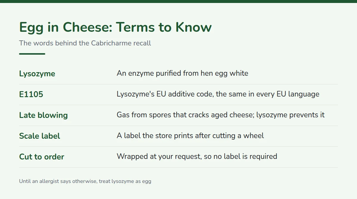Summary card: Egg in Cheese: Terms to Know