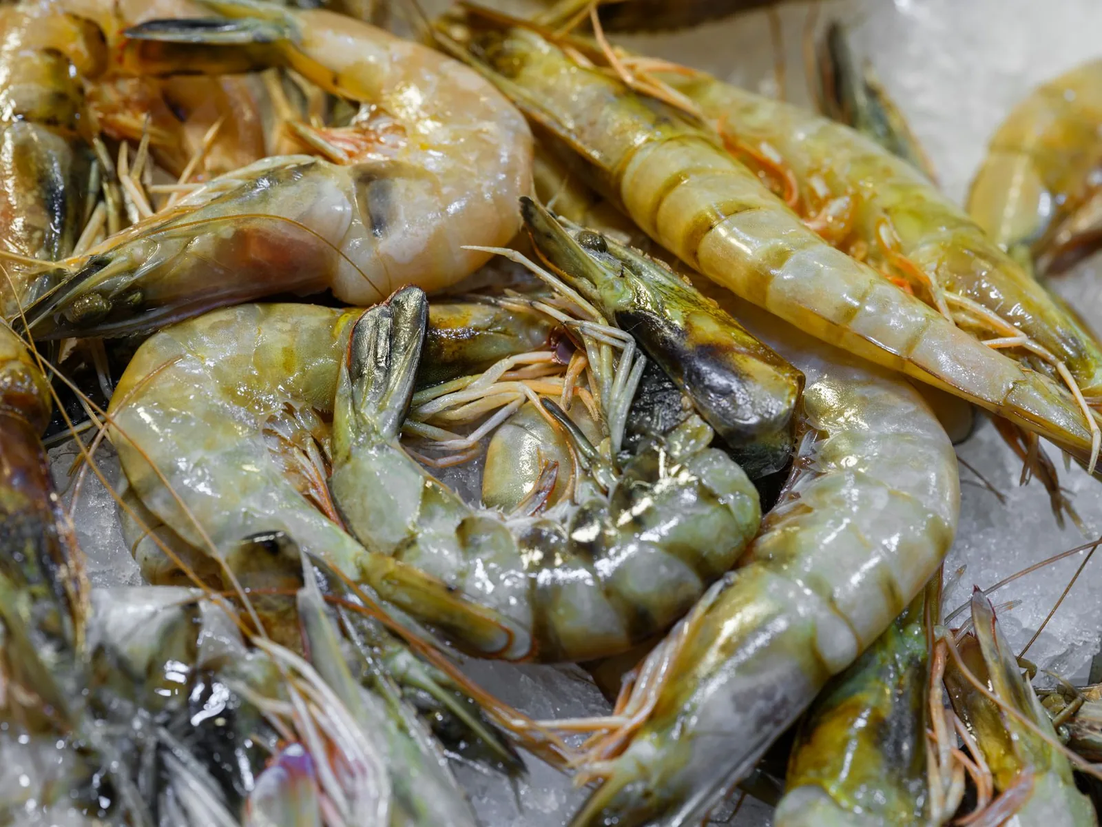 Raw shrimp piled on crushed ice at a seafood counter